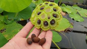 Как собирать семена лотоса Как понять что они созрели