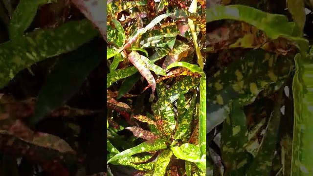 Codiaeum Variegatum (fire Croton, Garden Croton, Or Variegated Croton )