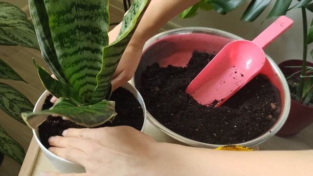 Сансевиерия Масониана вариегатная(masoniana yellow variegated), Футура Гилт Эйдж(Futura Gilt Edge) смотреть онлайн