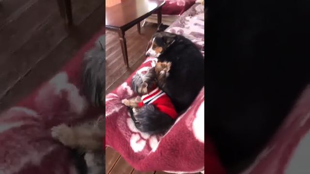 Приветик из Волгограда🤗Мама переживает,не замёрзли ее детки💞 смотреть онлайн