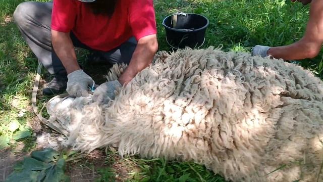 Стрижка и педикюр у барашка Лютика. смотреть онлайн
