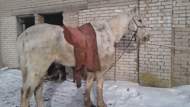 Весенний день, козел Степа и его друзья. смотреть онлайн