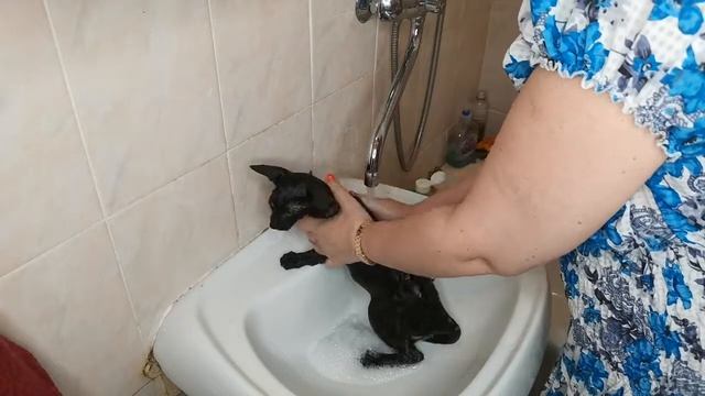 Как помыть ориентального кота смотреть онлайн