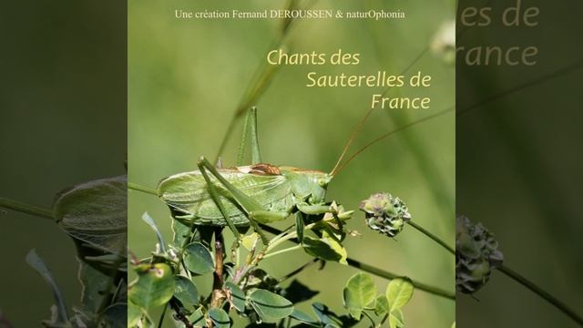 Ephippiger terrestris смотреть онлайн