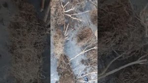 Гортензия из подполья.Не повторяйте моих ошибок. Зимовка гортензии в подвале.