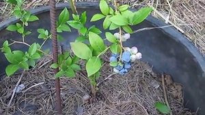 Дегустация харьковской голубики сорта Эрлиблю