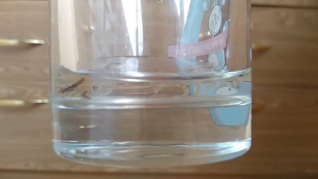 РАЗМНОЖЕНИЕ орхидеи ЧЕРЕНКАМИ В ВОДЕ ЧАСТЬ #1 смотреть онлайн