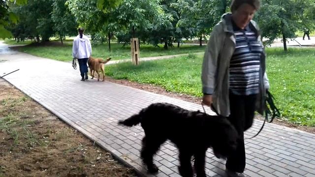 Дрессировка собак. Команда "Рядом" как инструмент подчинения. смотреть онлайн