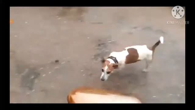 Flashbang! 😁 одновременно и смешно и грустно 🙁 смотреть онлайн