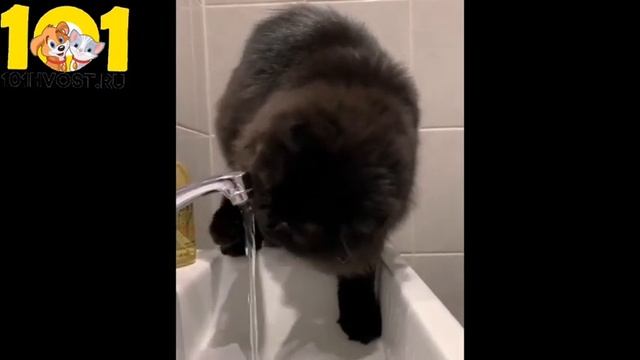 Шотландская вислоухая черная кошка смотреть онлайн