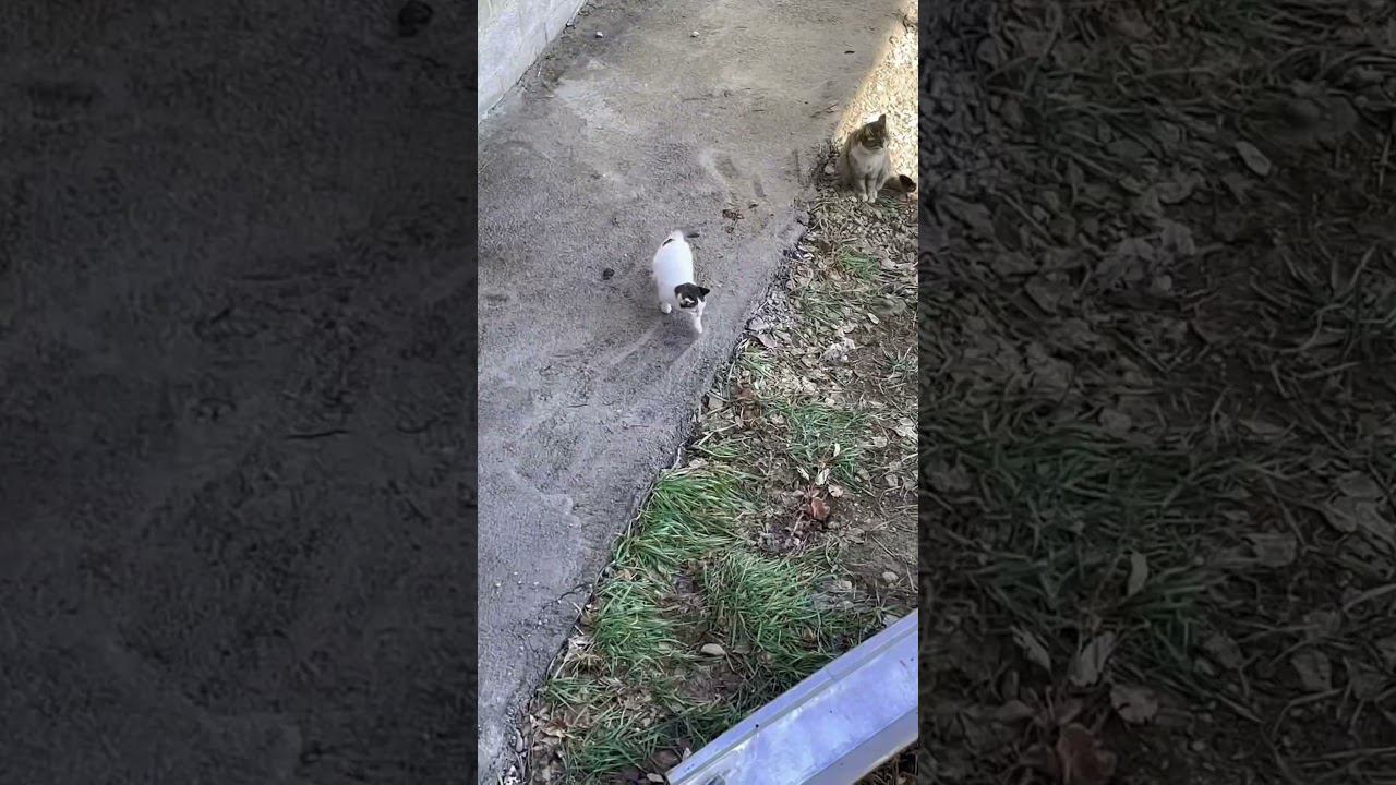 Funniest cats #shorts #cats #funny#animals смотреть онлайн