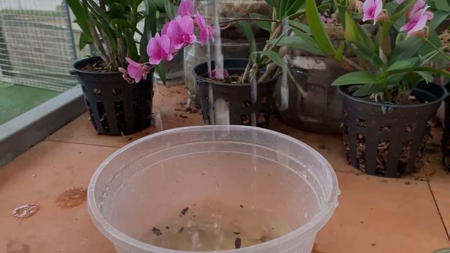 The old orchid suddenly took root and bloomed miraculously thanks to this little trick смотреть онлайн