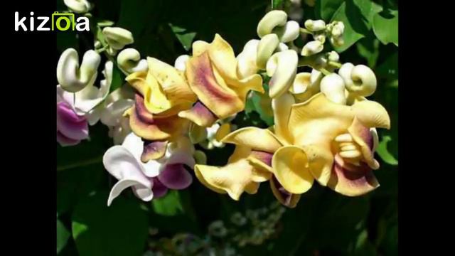 Kizoa Movie - Video - Slideshow Maker: Selluka смотреть онлайн