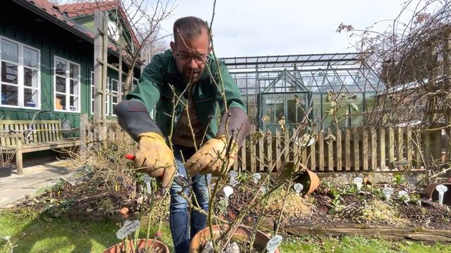 Edelrosen, Kletterrosen, Wildrosen & Co - so werden sie richtig geschnitten! смотреть онлайн