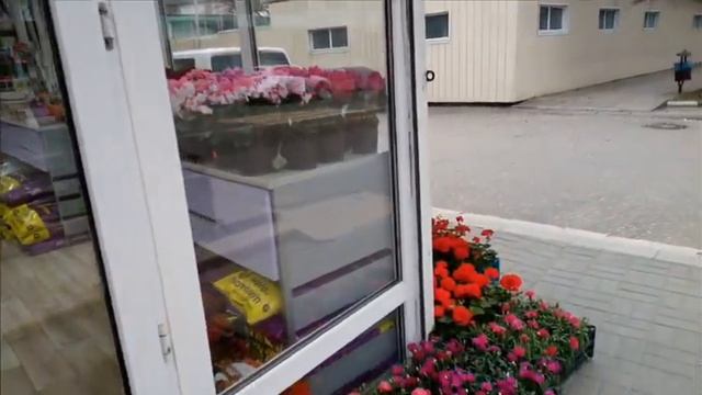 Переулок Победы, цветет мимоза 6 февраля 2020г Лазаревское(Сочи) смотреть онлайн