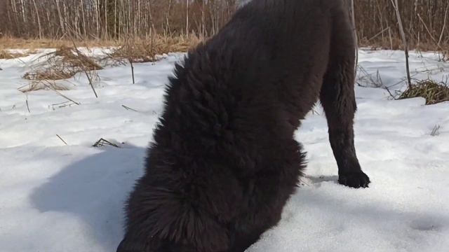 Айдан. Монгольский банхар. Сын Октая и Зары. Родился 18 декабря 2020 года. Последыш. смотреть онлайн
