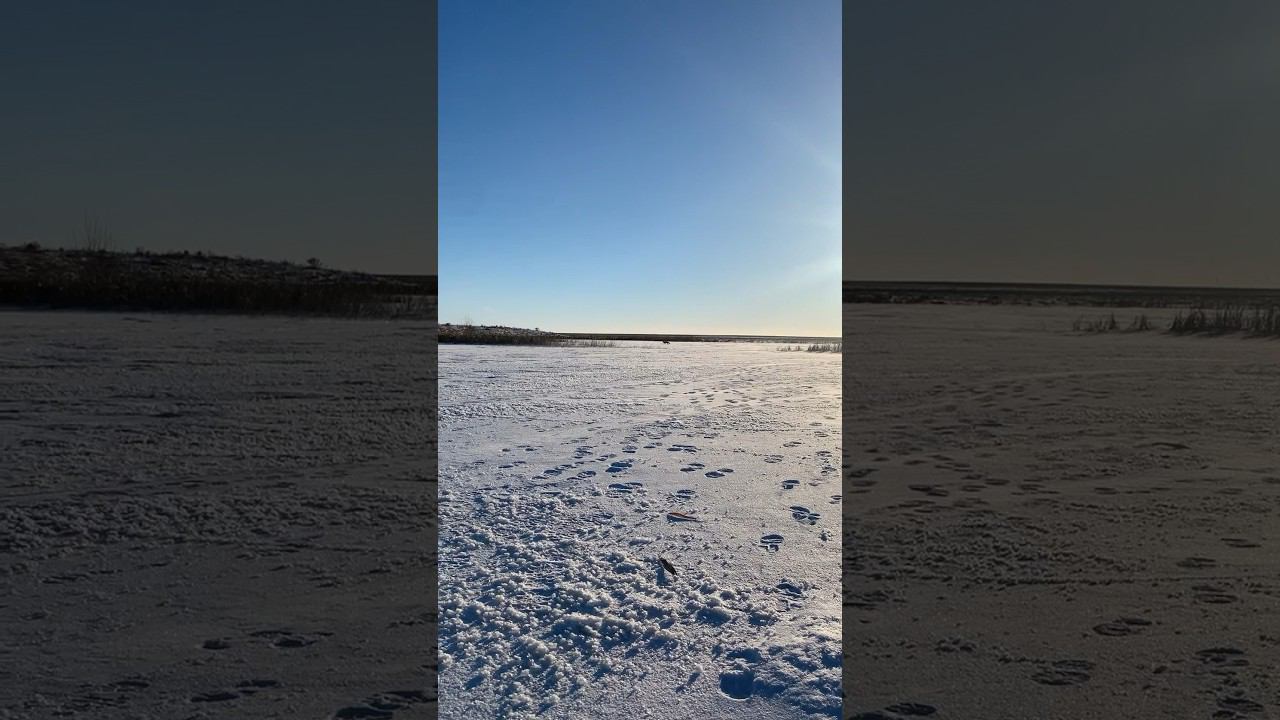 Поклевка на жерлицы, наглая лиса #охота #ловлящуки смотреть онлайн