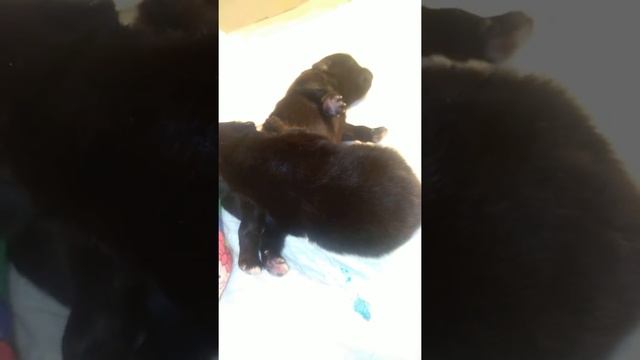 Маленький новорождённый померанский шпиц подтягивается во сне смотреть онлайн