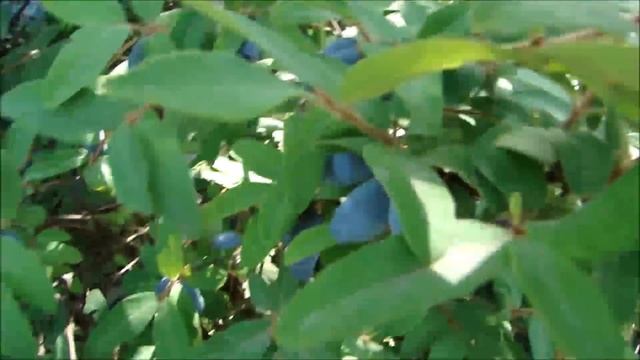 Собираю красную смородину. Рецепт вкусного компота. смотреть онлайн