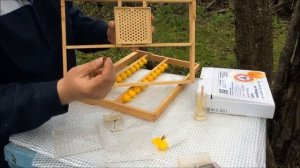 Джентерский сот. Выводим породистых маток своими руками. Правильное матководство