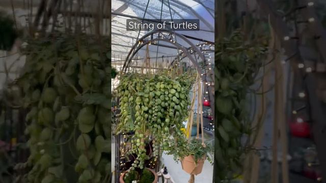 Peperomia Prostrata aka String of Turtles @ Country Boys Nursery, Greenville, SC. (Wade Hampton) смотреть онлайн