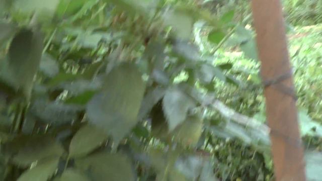 Видео обзор безшипной ежевики