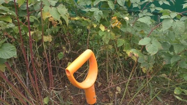 Ежевика Агавам - удаление поросли. смотреть онлайн