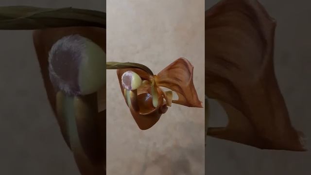 Coryanthes Bergoldii смотреть онлайн