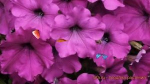 Петуния ампельная Изи Вейв Виолет ? обзор: как сажать, семена петунии Изи Вейв Виолет