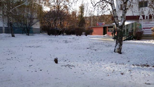 XIAOMI REDMI S2 Достойный смарт за доступную цену CAMERA TEST 5 смотреть онлайн