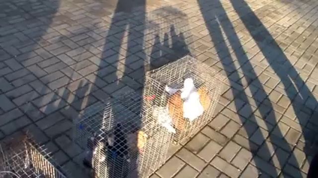 ЯРМАРКА ГОЛУБЕЙ ДОНЕЦК! смотреть онлайн