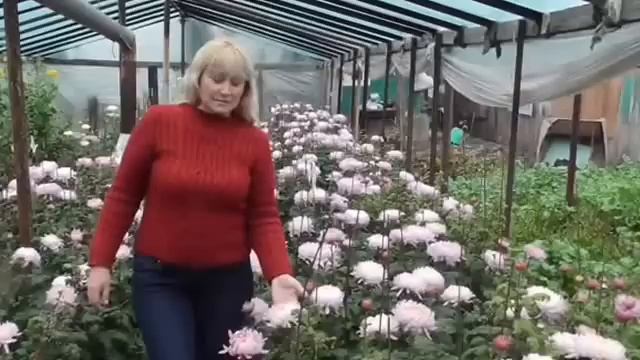 Посадка крупноцветковых хризантем. Размножение хризантем. смотреть онлайн