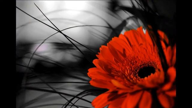 Каталог фотопечати- Цветы смотреть онлайн