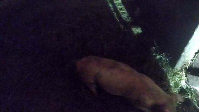 Свинья везде грязь найдет. Поросячии бои. Обзор. Жизнь за городом. смотреть онлайн