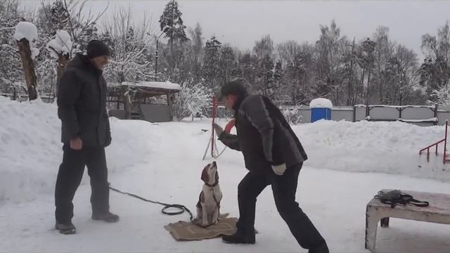 Как правильно наказать и поощрить собаку смотреть онлайн