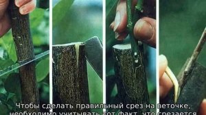 Как привить черешню на черешню