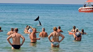 #Анапа ДЕЛЬФИНЫ УСТРОИЛИ ШОУ В ВИТЯЗЕВО. ТАКОГО МОРЯ Я НЕ ВИДЕЛ НИКОГДА. БАРХАТНЫЙ СЕЗОН В РАЗГАРЕ.