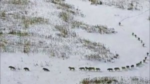 Как передвигается стая волков