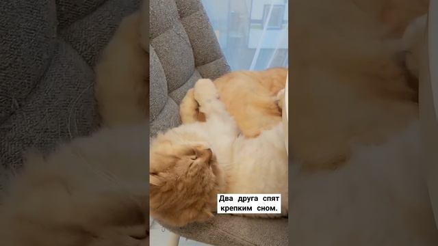 Два друга спят крепким сном/коты.