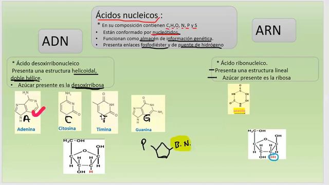 BIOLOGIA: Biomoléculas ácidos nucleicos смотреть онлайн