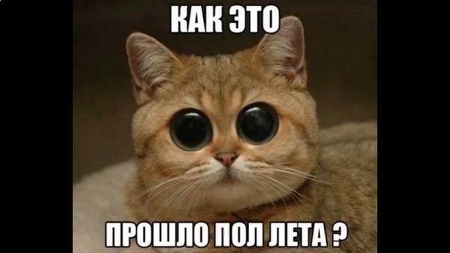 Смешные фото котов с надписями до слез смотреть онлайн