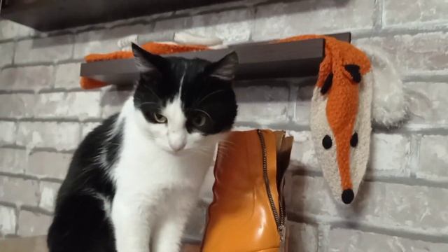 Хэллоуин. Кот против. смотреть онлайн
