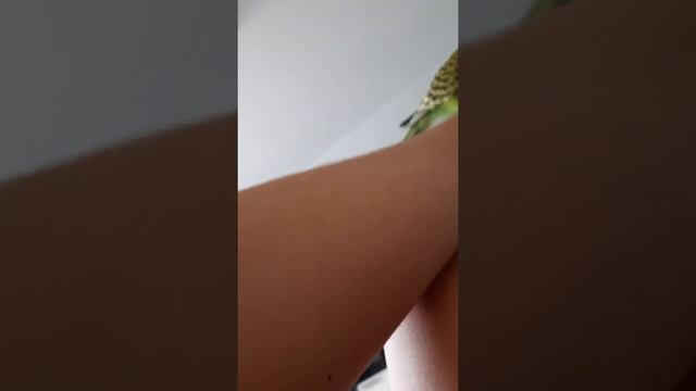 Попугай сошёл с ума 🤣 смотреть онлайн