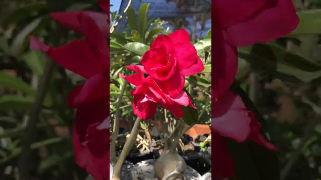 Rosa do deserto mais uma variedade ploc: Catarina смотреть онлайн