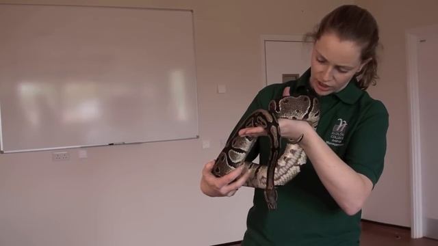 Animal health and husbandry: snake health check смотреть онлайн