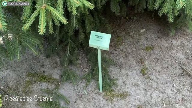 Редкие и популярные хвойные растения в известном польском питомнике смотреть онлайн