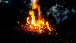 СТРАШНЫЕ ИСТОРИИ НА НОЧЬ / СТРАШНЫЕ ИСТОРИИ ПРО ДЕРЕВНЮ / СТРАШНЫЕ ИСТОРИИ ПРО ЛЕС / ТАЙГА