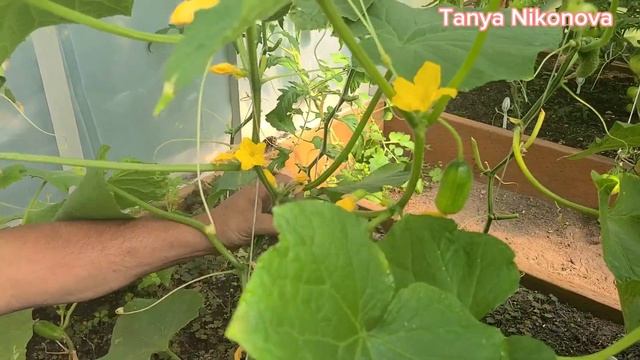 СБОР ОГУРЦОВ В ИЮЛЕ. смотреть онлайн