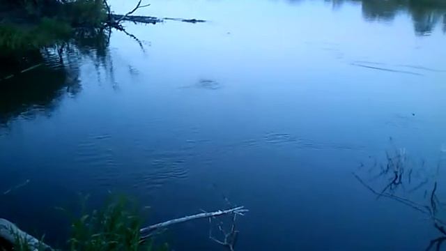 Ловля головля р.Сейм смотреть онлайн