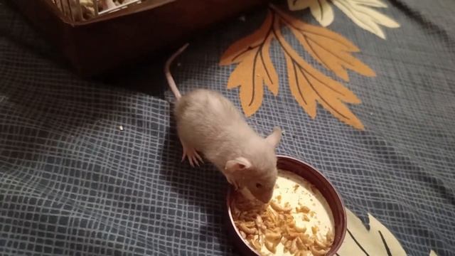 КРЫСЕНОК СБЕЖАЛ! САМЫЙ МАЛЕНЬКИЙ КРЫСЕНОК :) смотреть онлайн